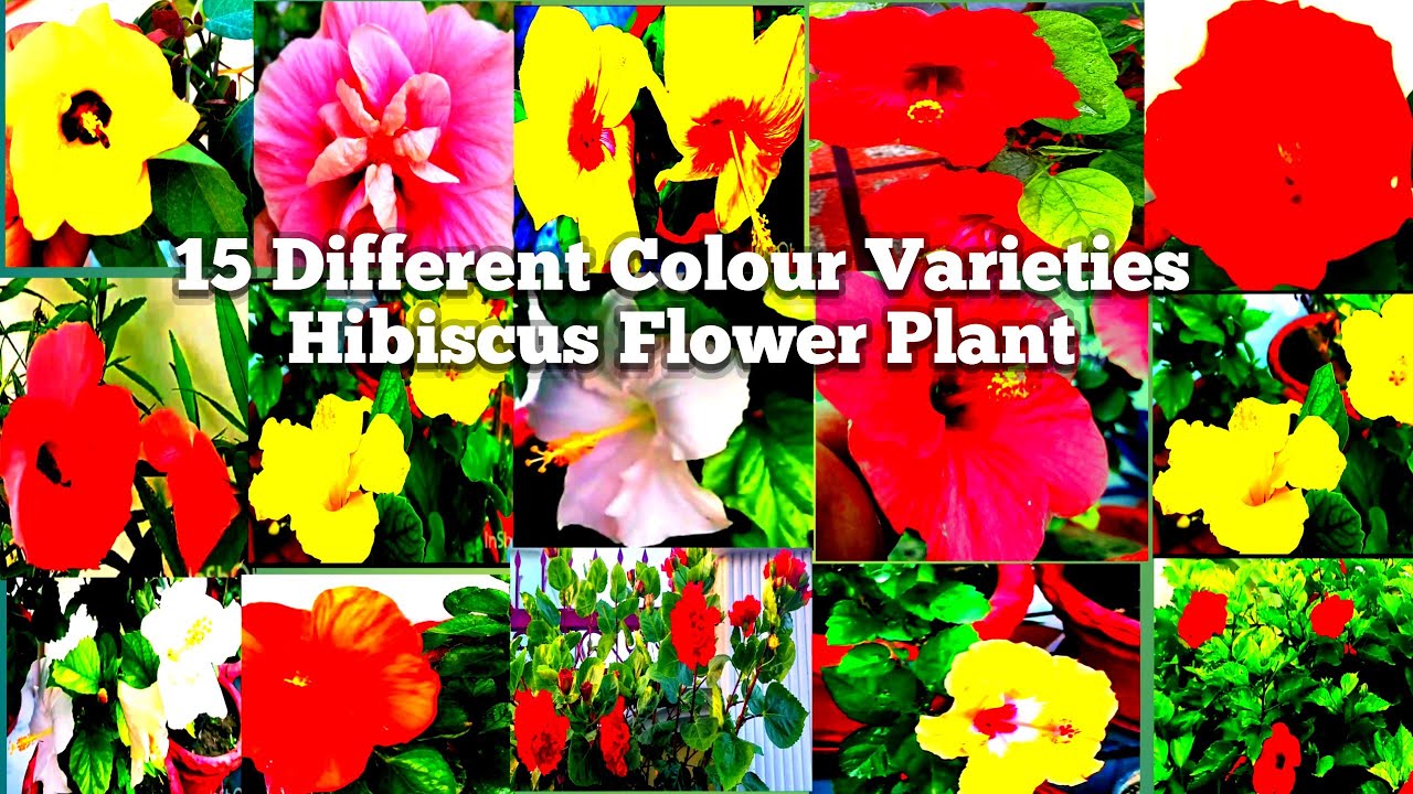 15 Different colour varieties Hibiscus flower plant 15 विभिन्न प्रकार के  गुडहल के फूलों वाले पौधे