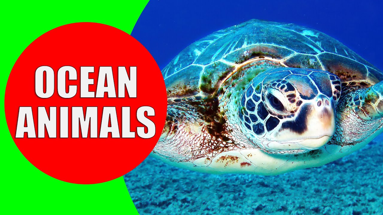 Learn 20 Amazing OCEAN ANIMALS for Kids - Fun & Interesting Facts for Toddlers & Kindergarten