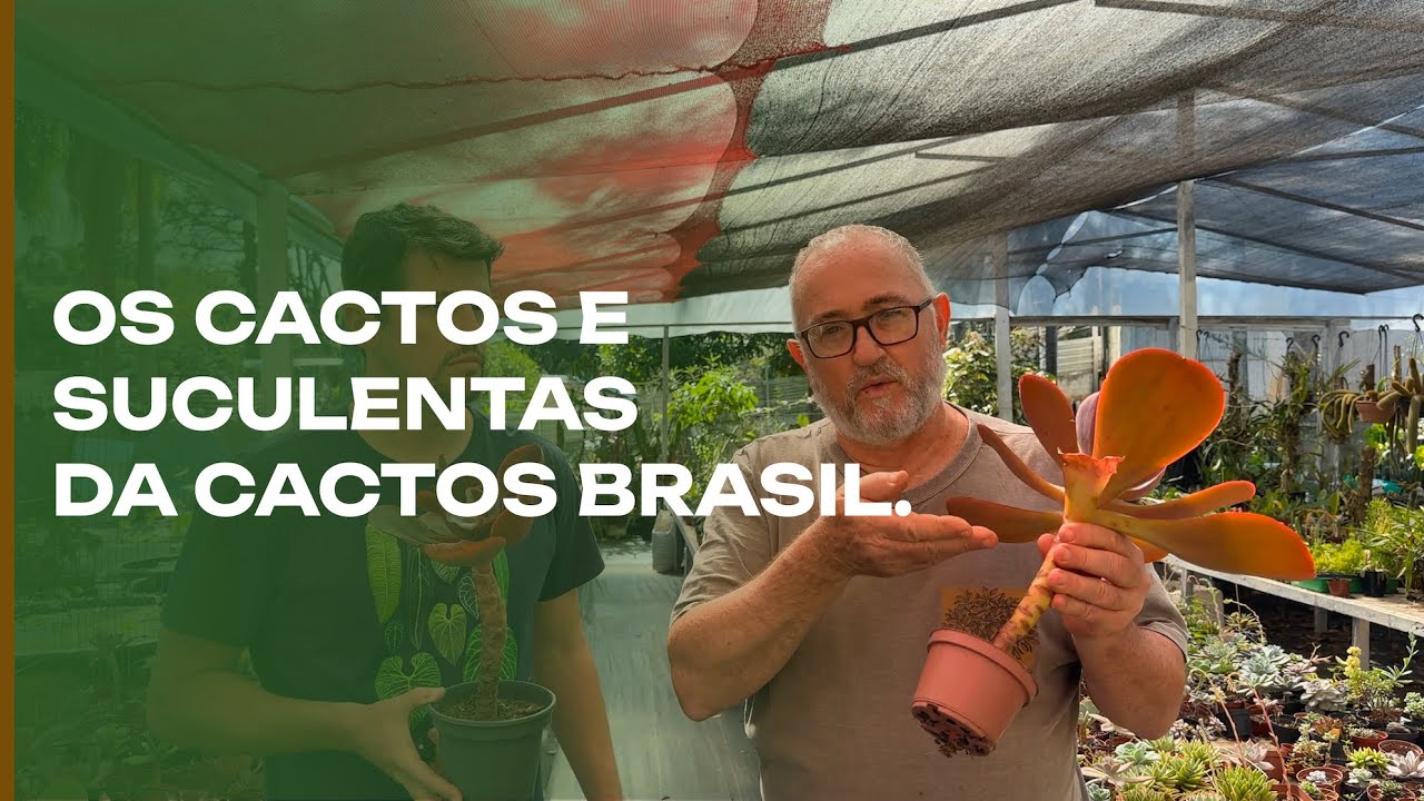 Cactos e suculentas e todas as plantas da Cactos Brasil.