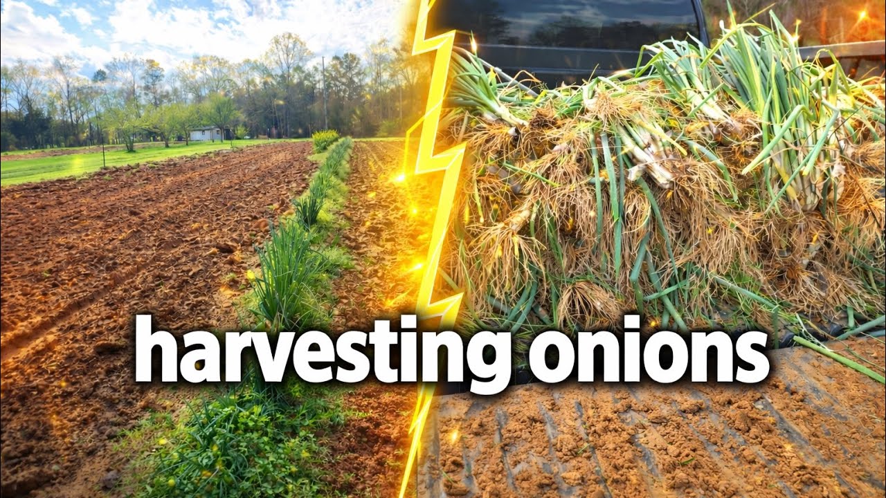 Harvesting Green Onions After Work