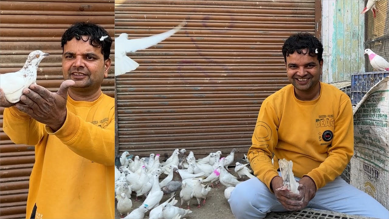 Shazad loni kabutar shop kabootar market loni sehzad pet shop Delhi white pigeons