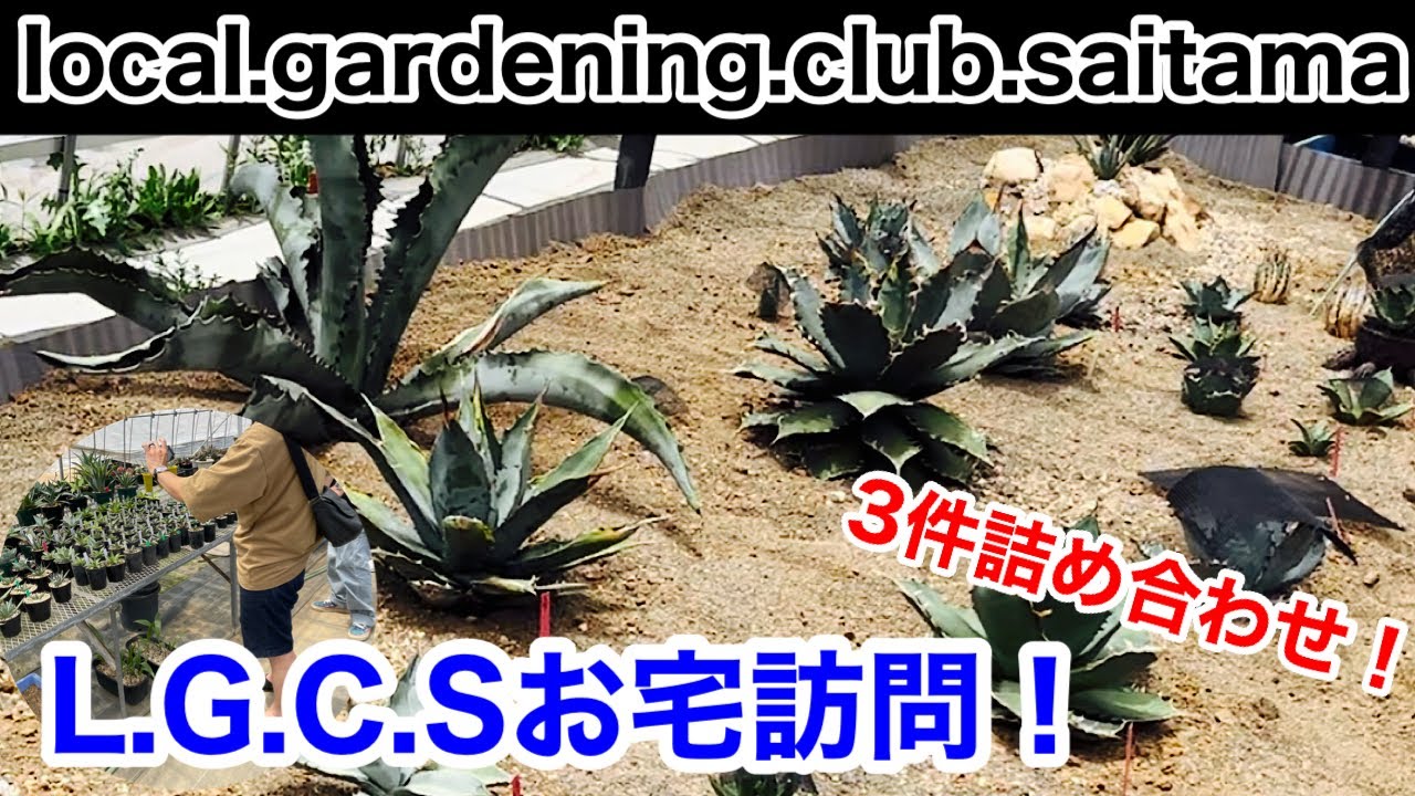 【お宅訪問第3弾】L.G.C.Sのメンバー3人のお宅訪問致しましたー！ドライガーデン/ハウス/アガベ