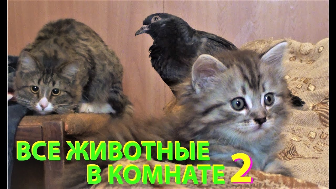 ВСЕ ЖИВОТНЫЕ В КОМНАТЕ 2 (собаки, кошки, котята, голуби, голубята и ворона)