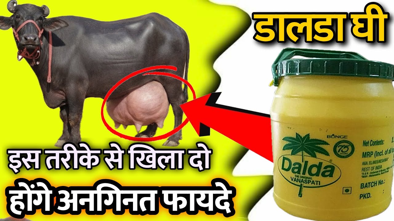 डालडा घी इस तरीके से खिला दो 😱 | गाय-भैंस में अनगिनत फायदे 🐄🔥 गलत तरीके से डालडा घी दिया तो नुकसान ❌