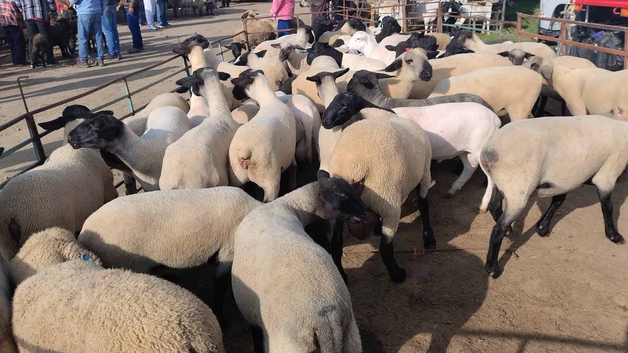 Borregos - chivos en Rancho las tablas 