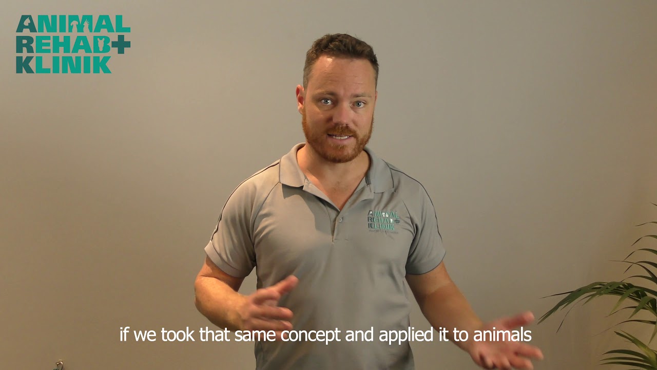Dog Cruciate Surgical Rehab Exercises (Pt 1): Intro to Dog Cruciate Rehab