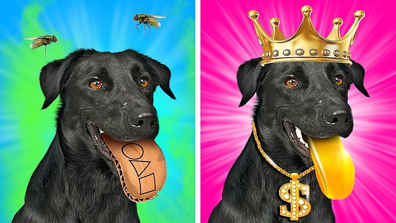 Hund von Milliardären adoptiert | Leben von reichen VS. armen Haustieren von La La Lebensfreude