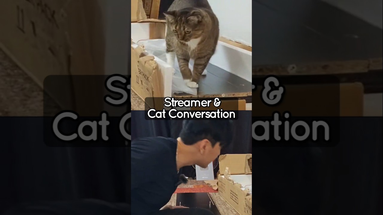 Cute kitty responds to streamer 🐱