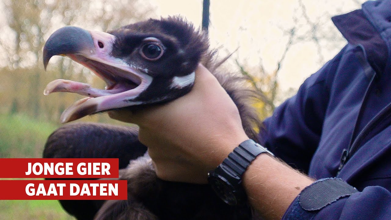 Monniksgier verhuist naar Ouwehands Dierenpark