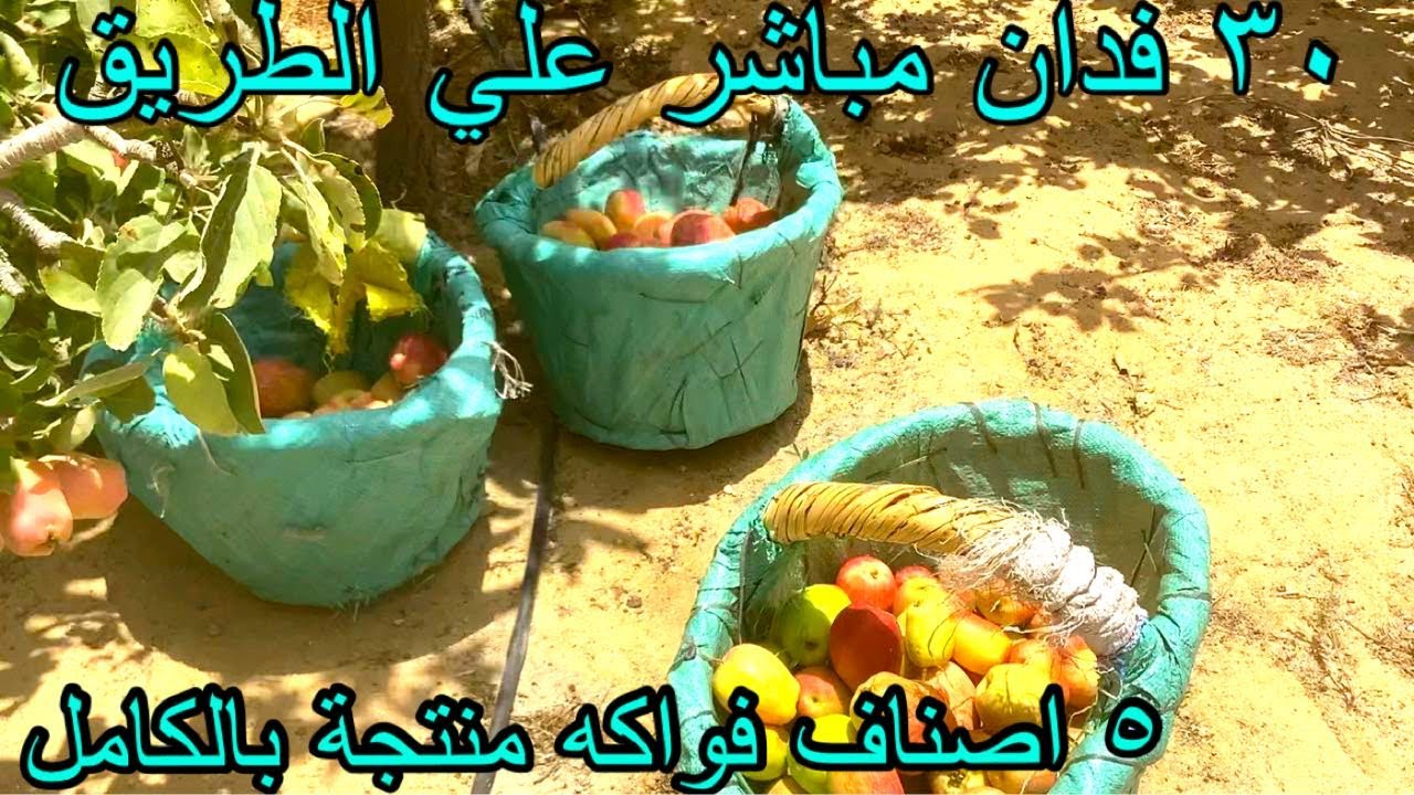 مزرعة لقطة 30 فدان فواكه مباشر علي طريق القاهرة اسكندرية الصحراوي