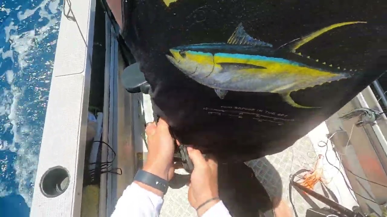 Striped Marlin Tutukaka