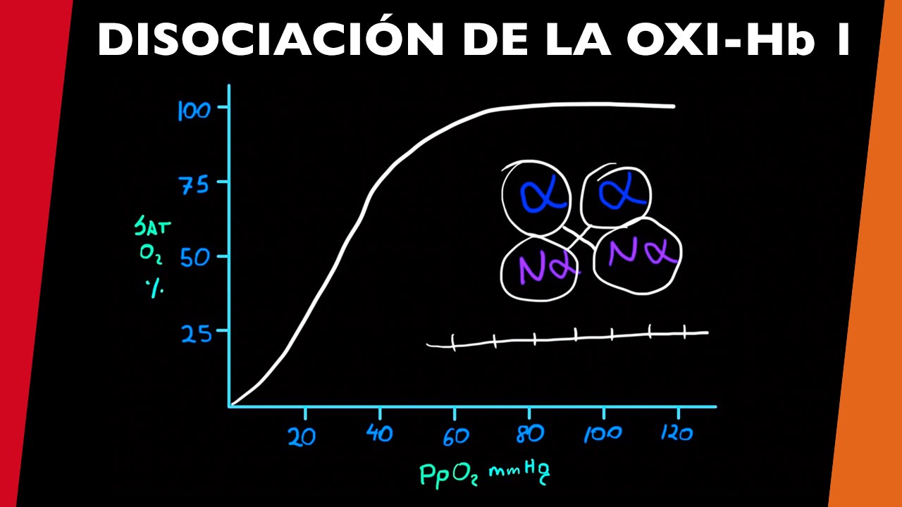 Curva de disociación de oxihemoglobina 1 - [visita mi Podcast y aprende Medicina mientras descansas]