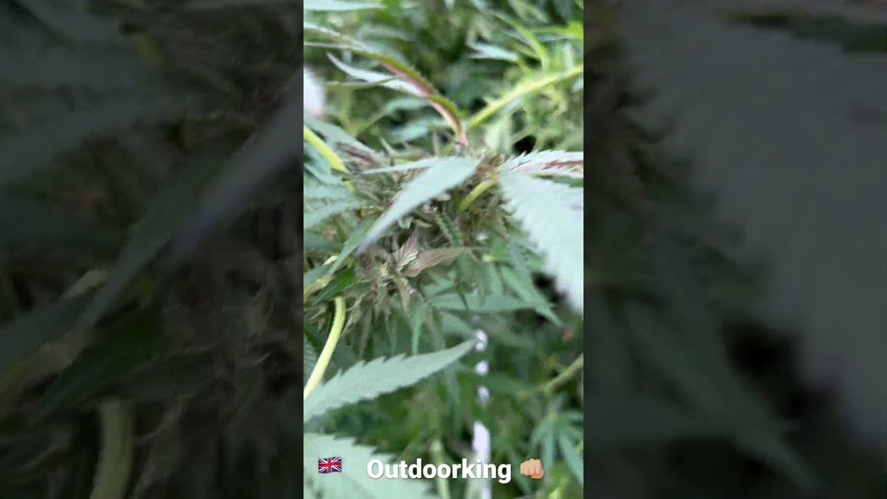 Outdoor grow uk biscotti the plug seedbank #theplugseedbank#outdoorgrow 🇬🇧