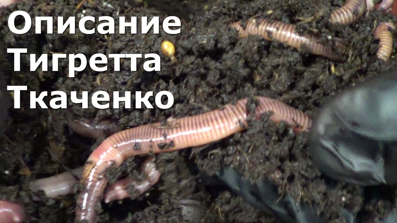 АТ344 черви Тигретта освидетельствование