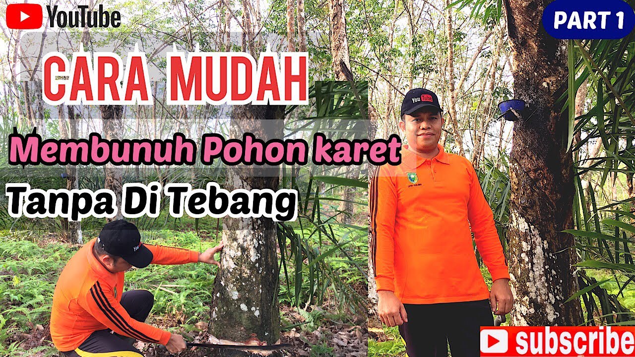 CARA MUDAH‼️MUSNAHKAN POHON KARET DI KEBUN SAWIT TUMPANG SARI-ENCIK JUNIANTO CHANNEL