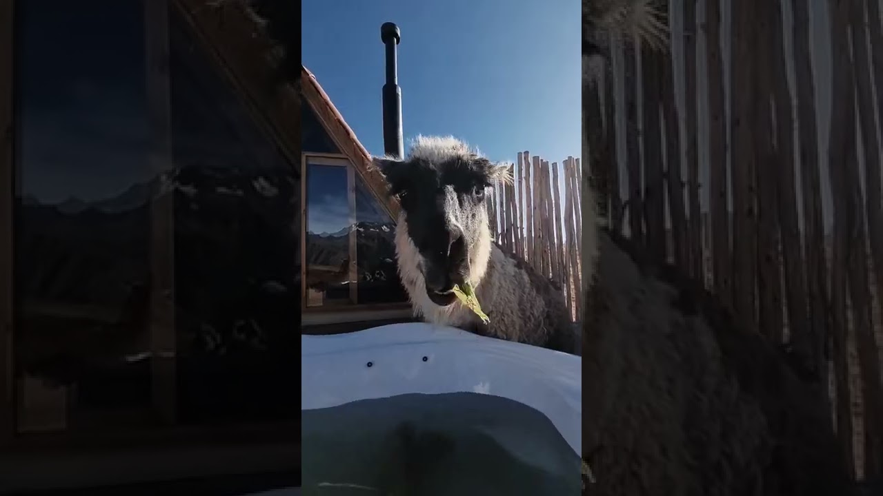 🦙 Un día en Mountain View Experience Cusco Perú