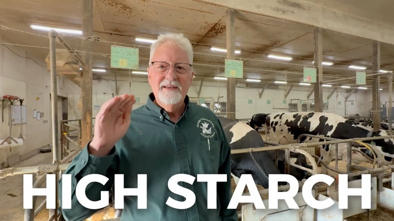 CORN SILAGE vs LONGEVITY: Feeding Strategies for Dairy Cow with Dr. Mike VandeHaar 🇺🇸