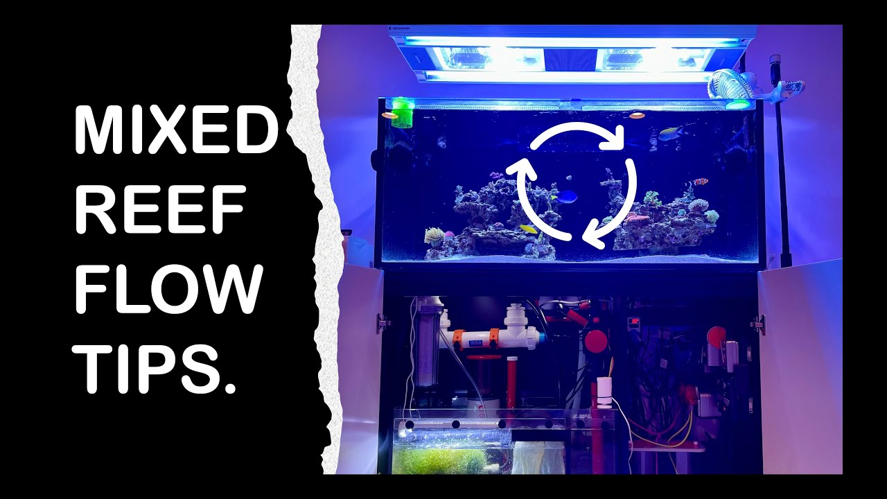 Have a Mixed Reef and Can’t Dial in Your Flow? Let me see if I can help.