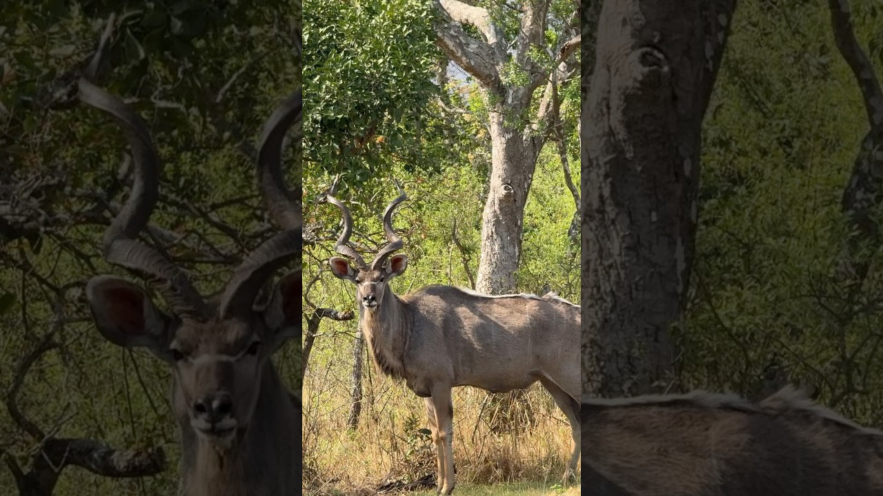Alpha male kudu bull | wildlife encounters 