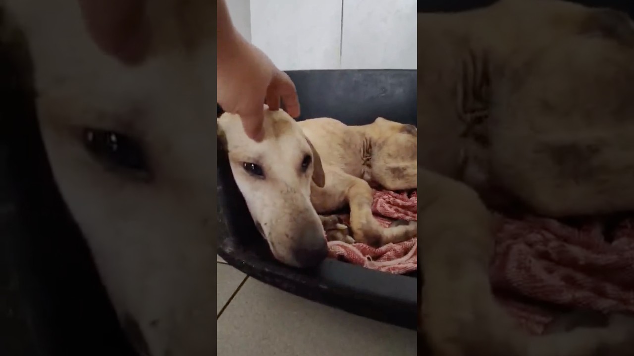 🐾 Update on Rudy 🐾