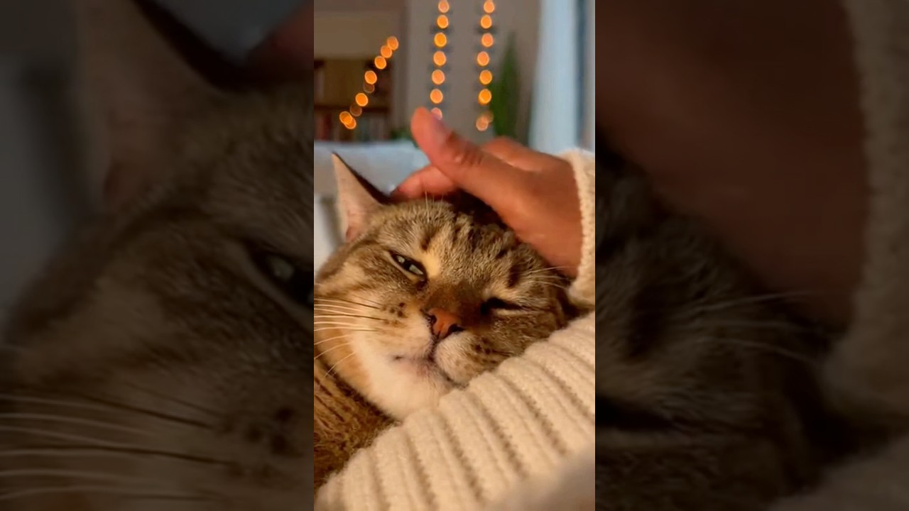 This Is How Cats Say “I Love You” 🥹🐱 