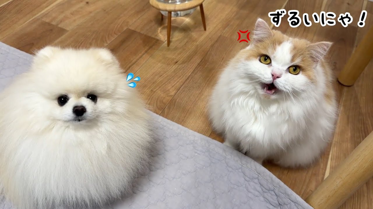 犬を可愛がってたらめずらしくヤキモチを妬いて怒った猫がかわいすぎました！