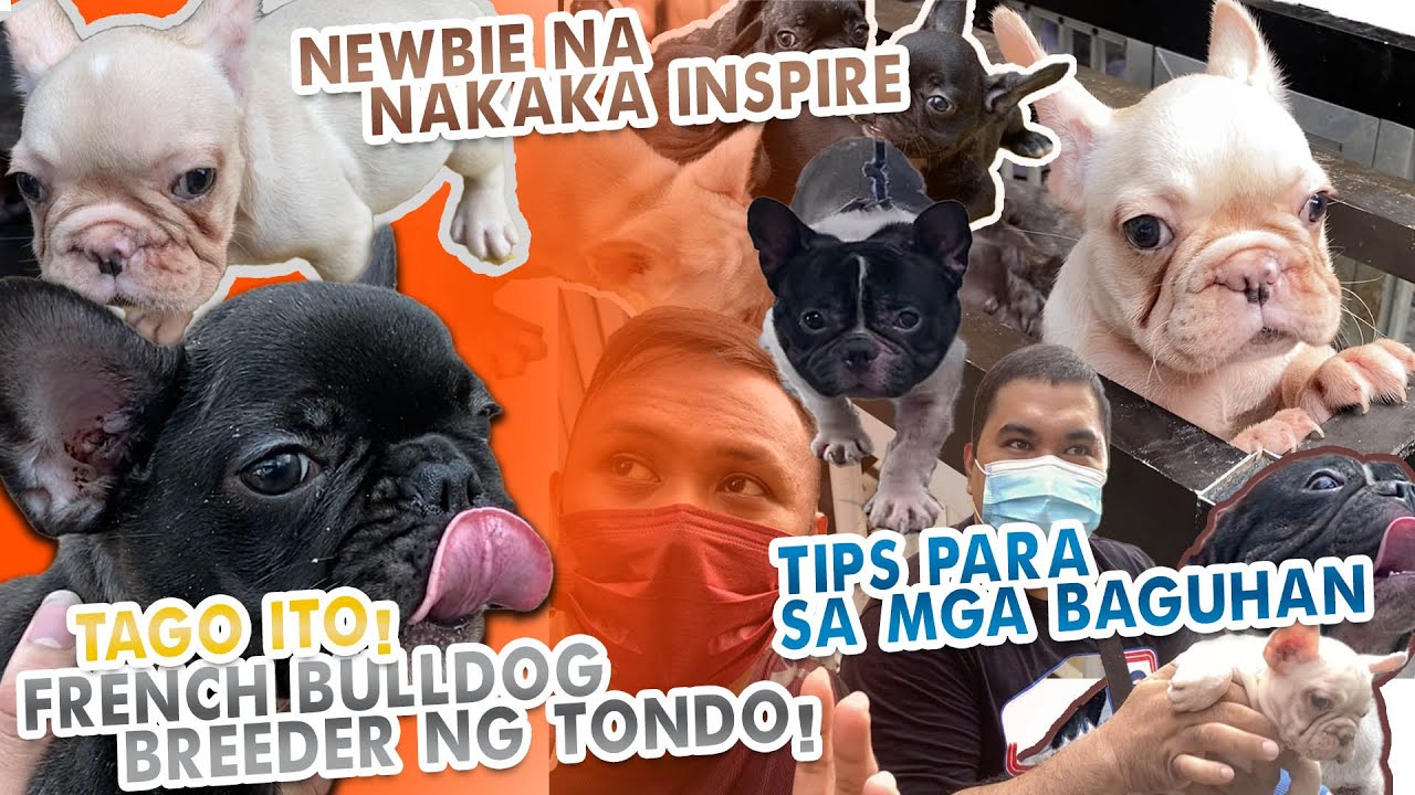 FRENCH BULLDOGS kasama ang  newbie | Tagong breeder ng Tondo