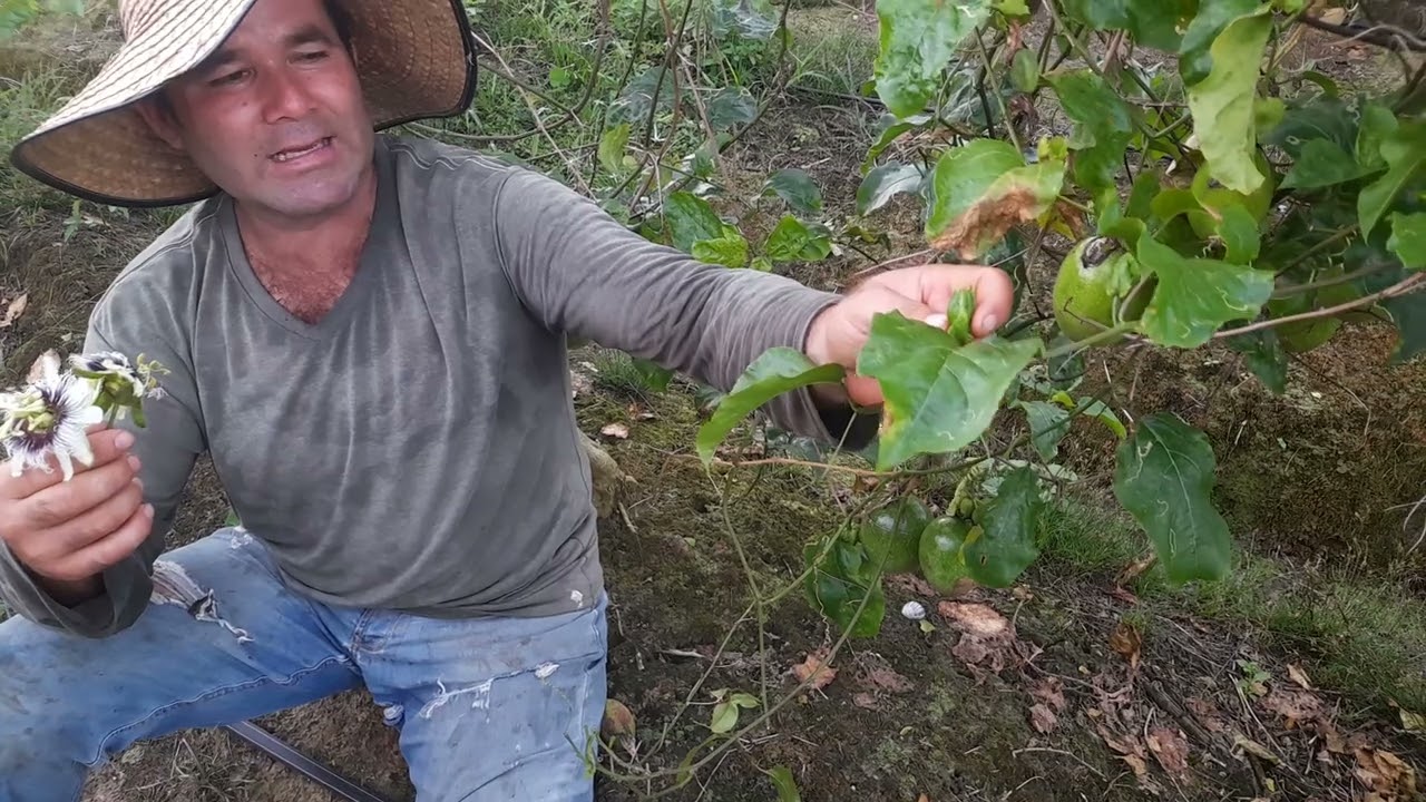 Como identeficar el guasano de la mosca de ovario en la flor de maracuyá.