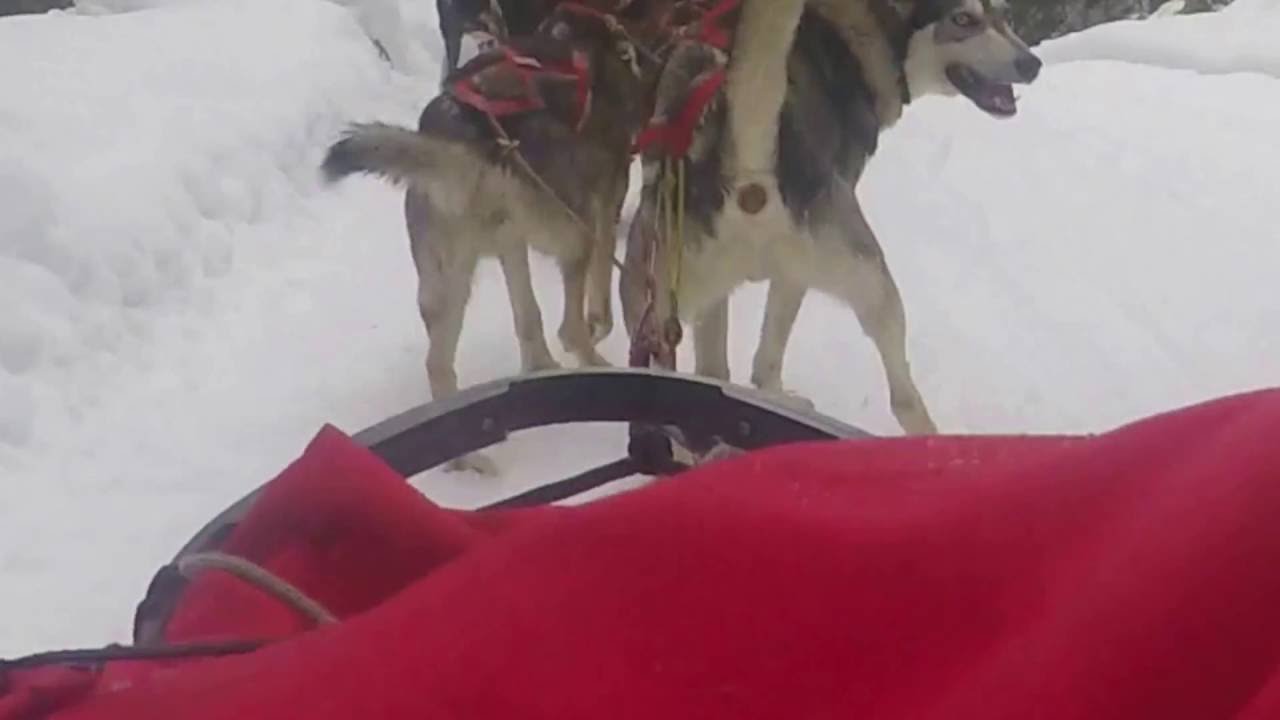 Dogs poop in Canada too