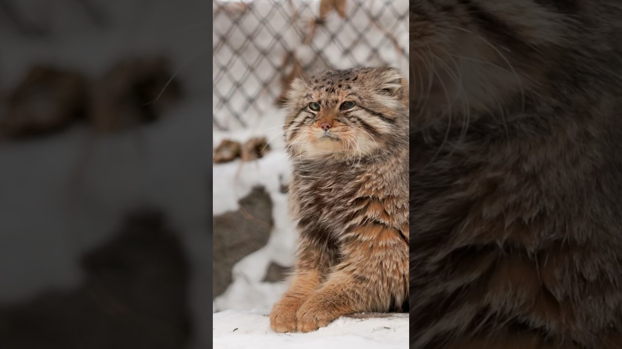 Дамы и Господа! Маэстро манул за фортепиано! 👏🏻😄 #pallascat #manul