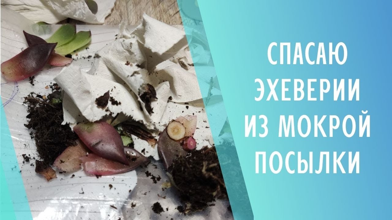 Мятая мокрая посылка с суккулентами 🌱 Спасаю эхеверии