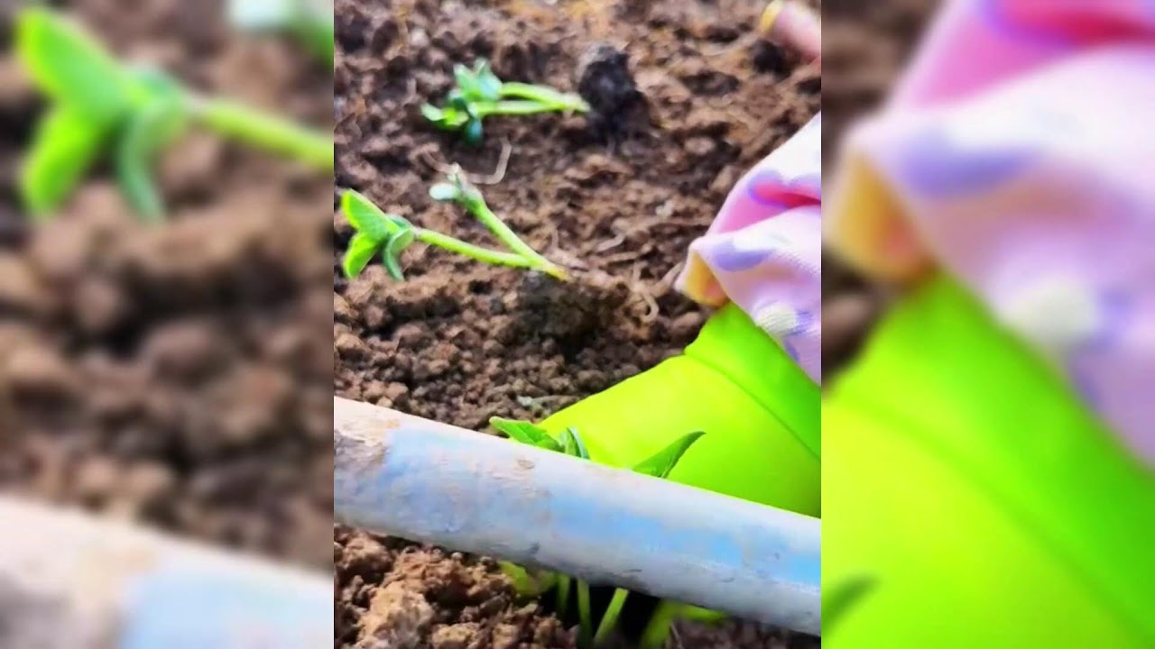 SMART WAY TO HARVEST EXTRA ABUNDANT RARE PURPLE GRAPES!