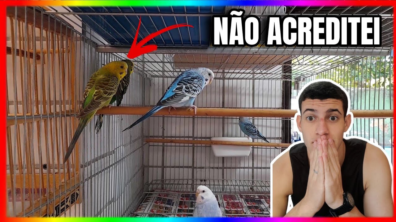 VISITEI PET SHOPS E ME SURPREENDI COM O QUE ACHEI....