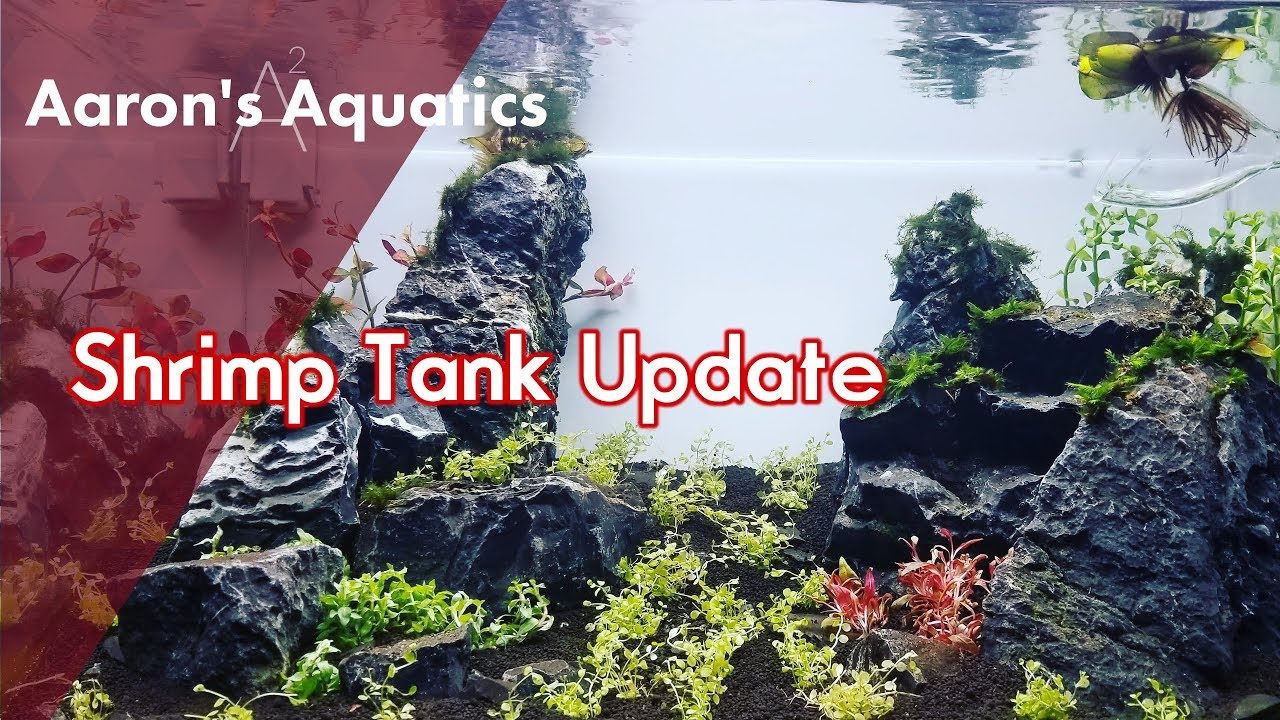 🦐 Shrimp Tank Update 🦐