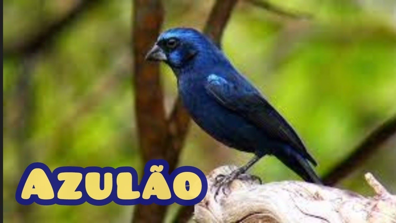 A VIDA DO AZULÃO SOLTO NA NATUREZA!