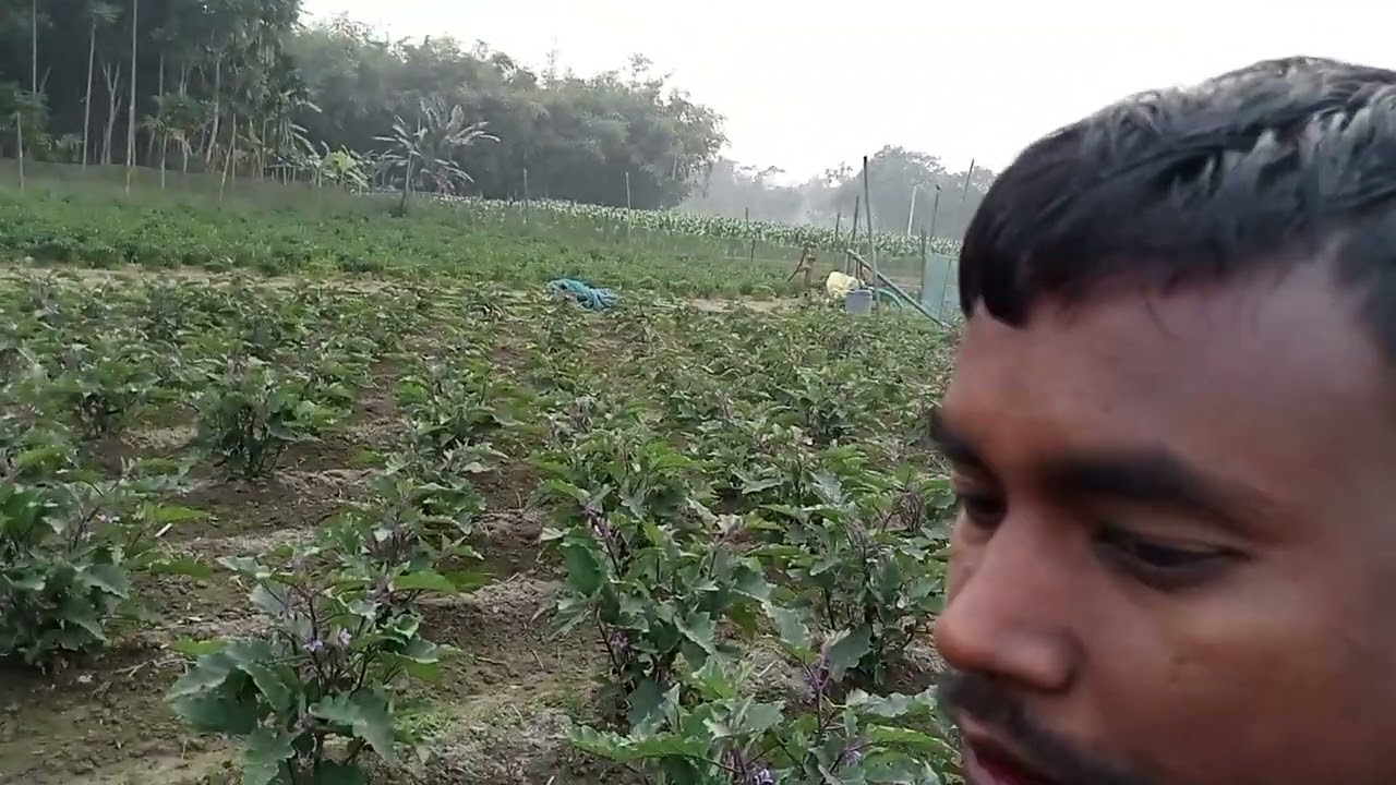 কৃষি কাজ বারো মাস