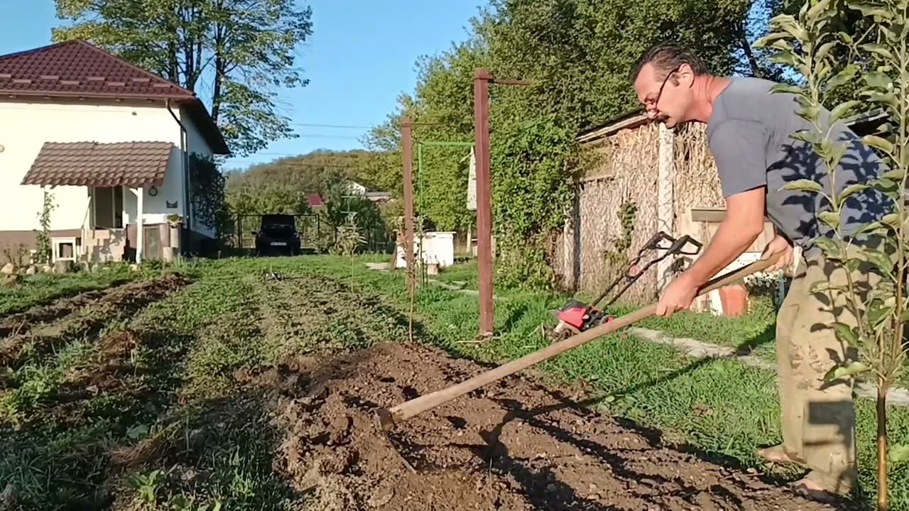 Când și cum se seamănă mărarul?