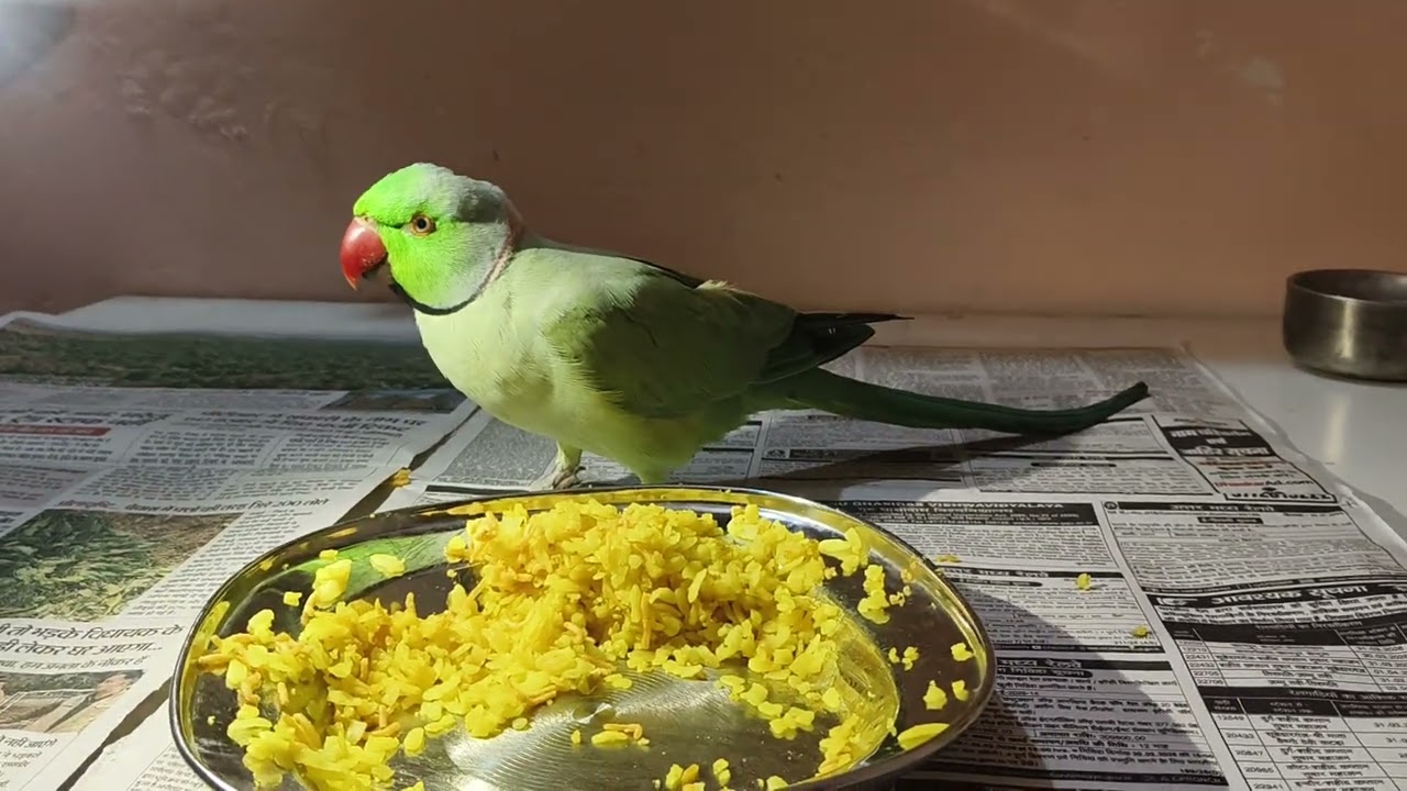 parrot Funny 🌼🐦🌼🐦🐦🌼🐦