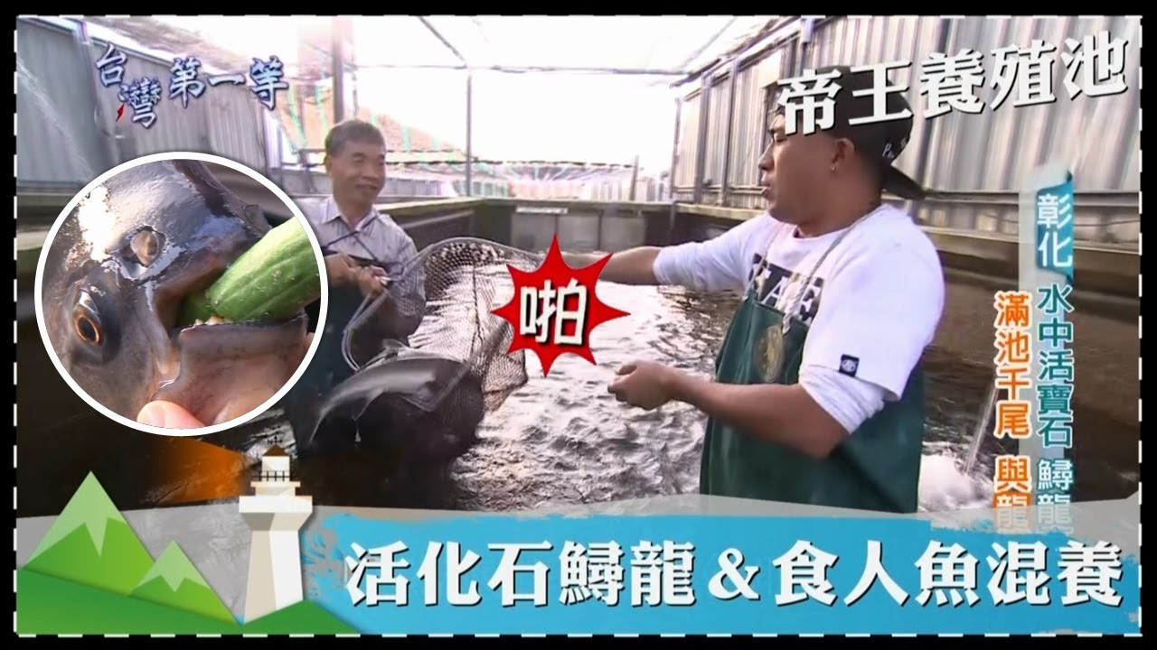 台灣第一等【帝王養殖池 平地鱘龍高手／全球獨創生態池 吳郭魚變