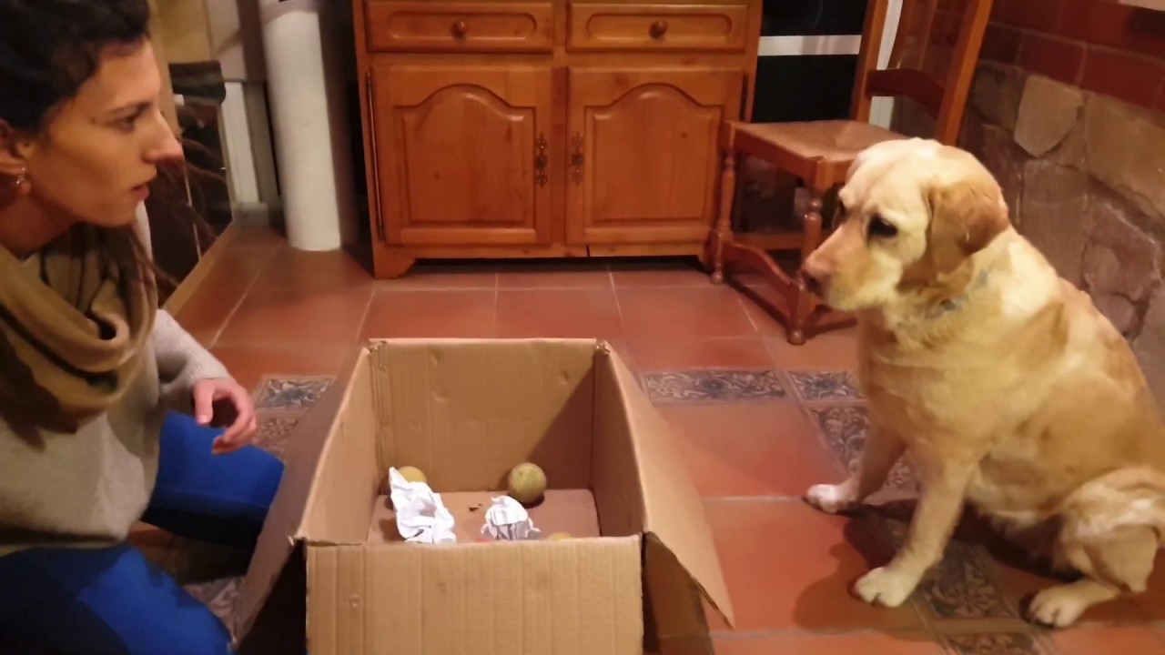 EJERCICIOS DE ESTIMULACIÓN MENTAL PARA TU PERRO