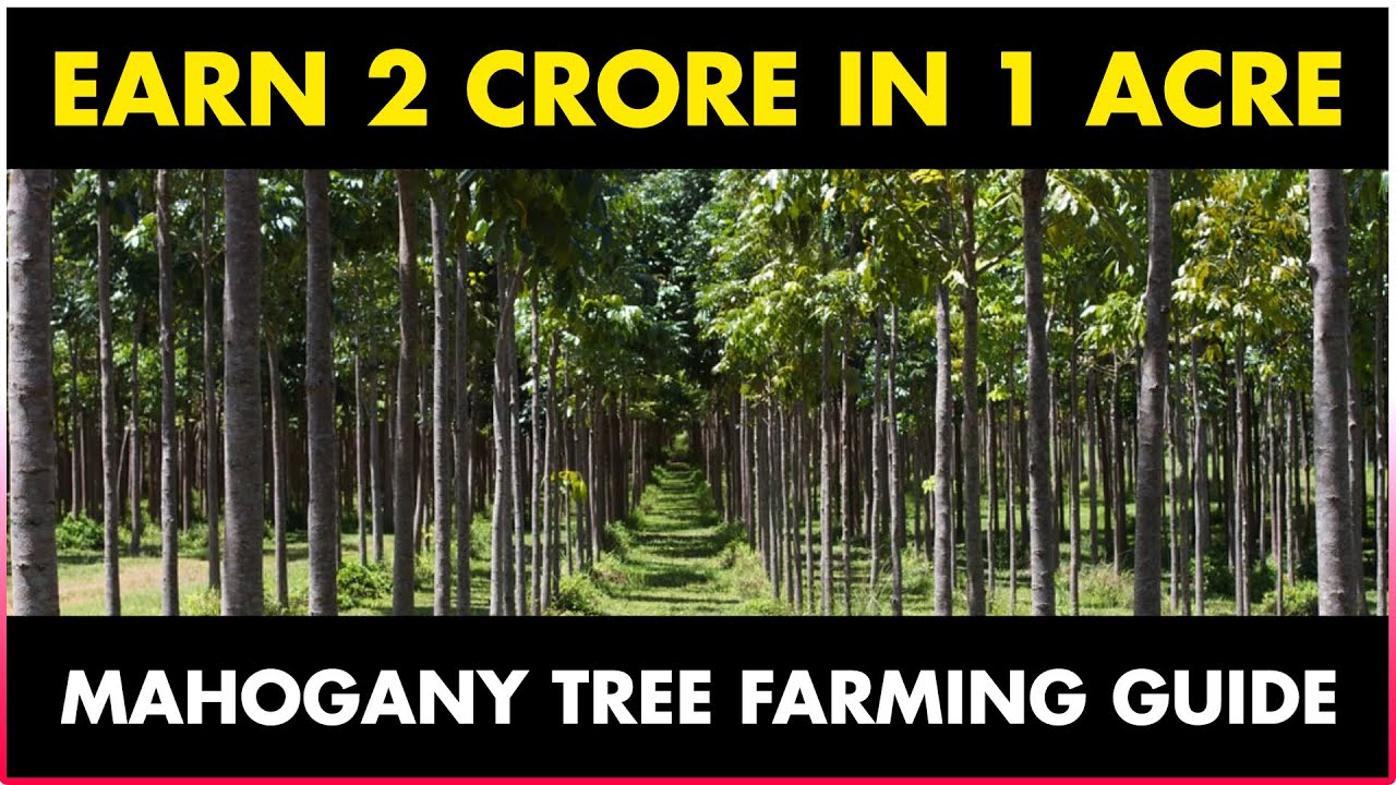 MAHOGANY TREE FARMING / MAHOGANY TREE CULTIVATION