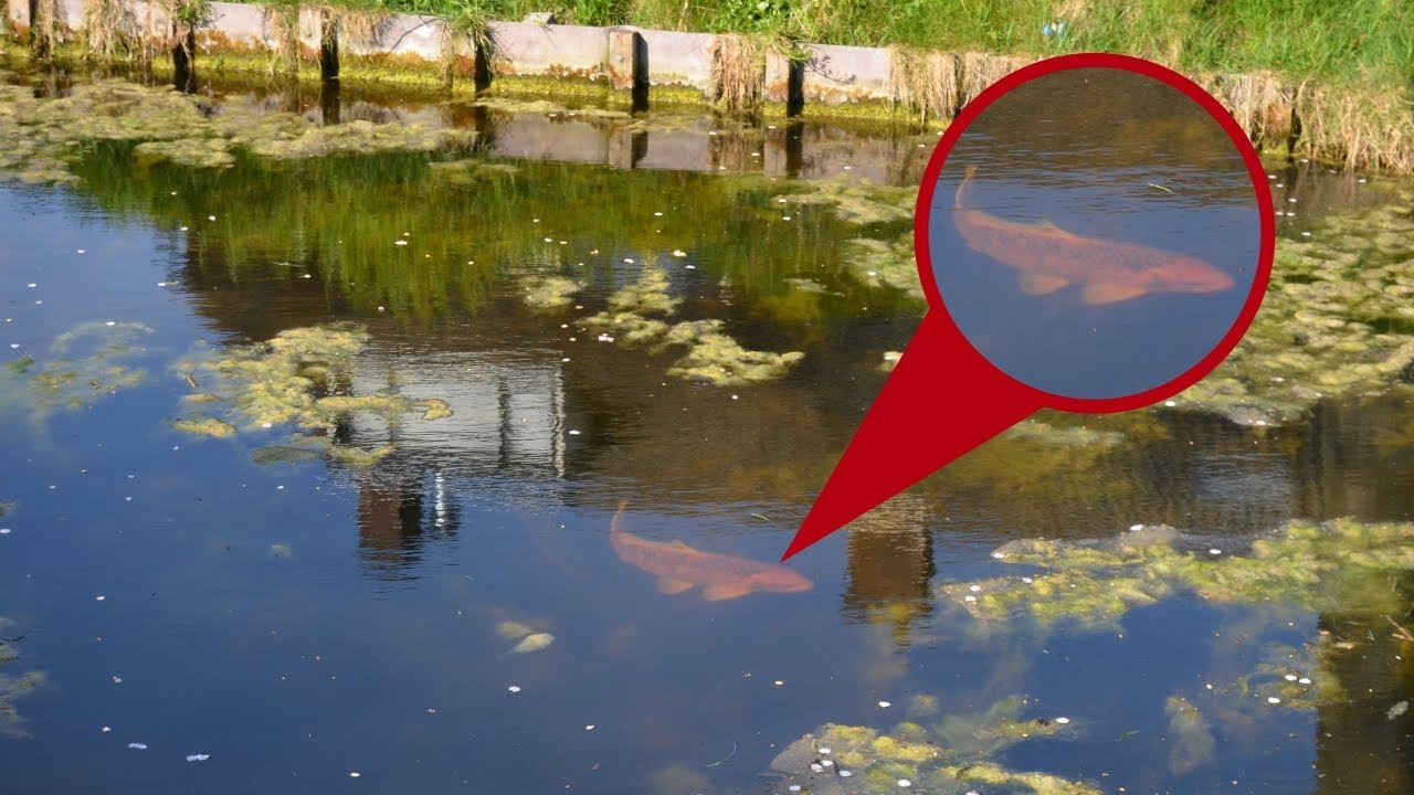 GA IK DE KOIKARPER VANGEN?? met de broodkorst op karper vissen - KARPERVISSEN