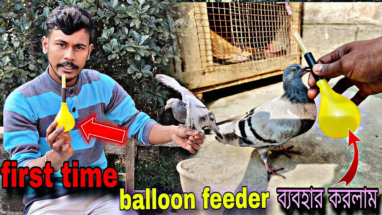 first time Balloon feeder দিয়ে কবুতরের বাচ্চাকে Feed করালাম 😉