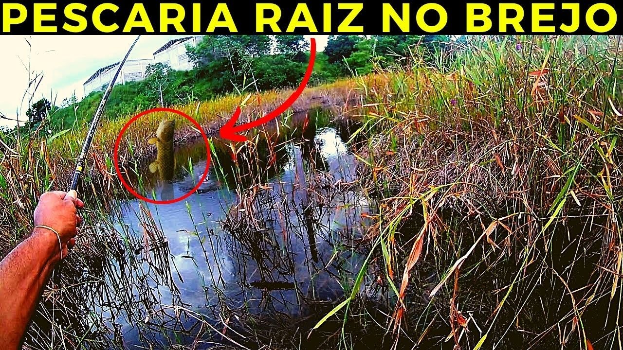 PESCARIA RAIZ na BEIRA do BREJO - PESCA na CHUVA no INTERIOR do SUL do GOI&Aacute;S #pesca