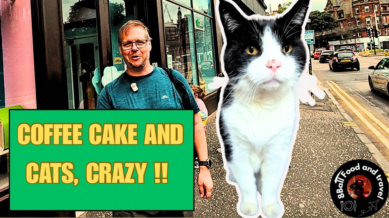 🐱 Glasgow’s Meow Cat Café 🐾 Coffee, Cake & Crazy Cats, it’s Bonkers!!