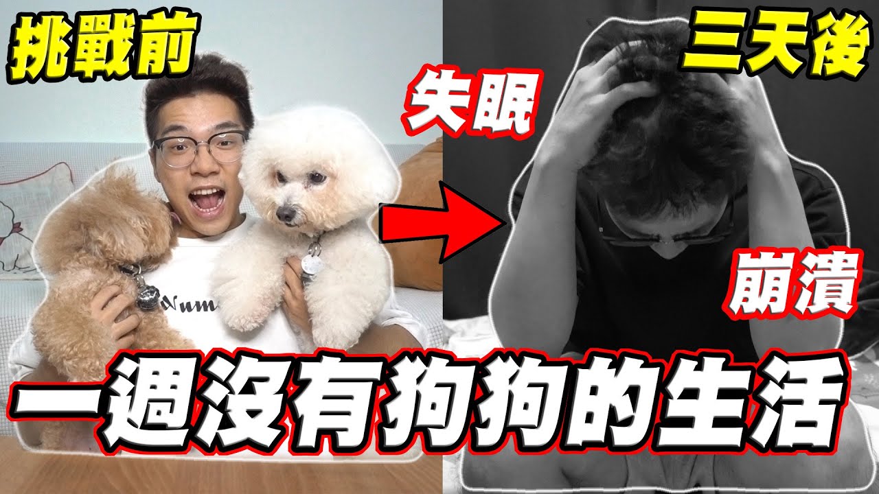 試著挑戰一個禮拜沒有狗狗的生活？！【希露弟弟啃雞腿】比熊 貴賓 Bichon Frise Poodle