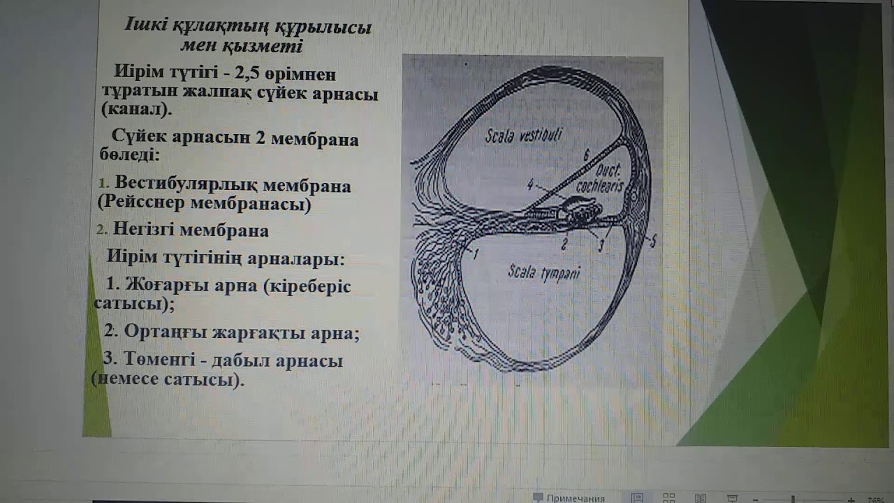 Есту анализаторы