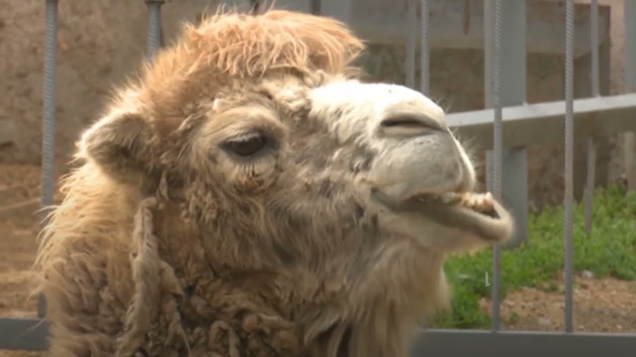 Zoológico na Ucrânia recebe animais resgatados da guerra