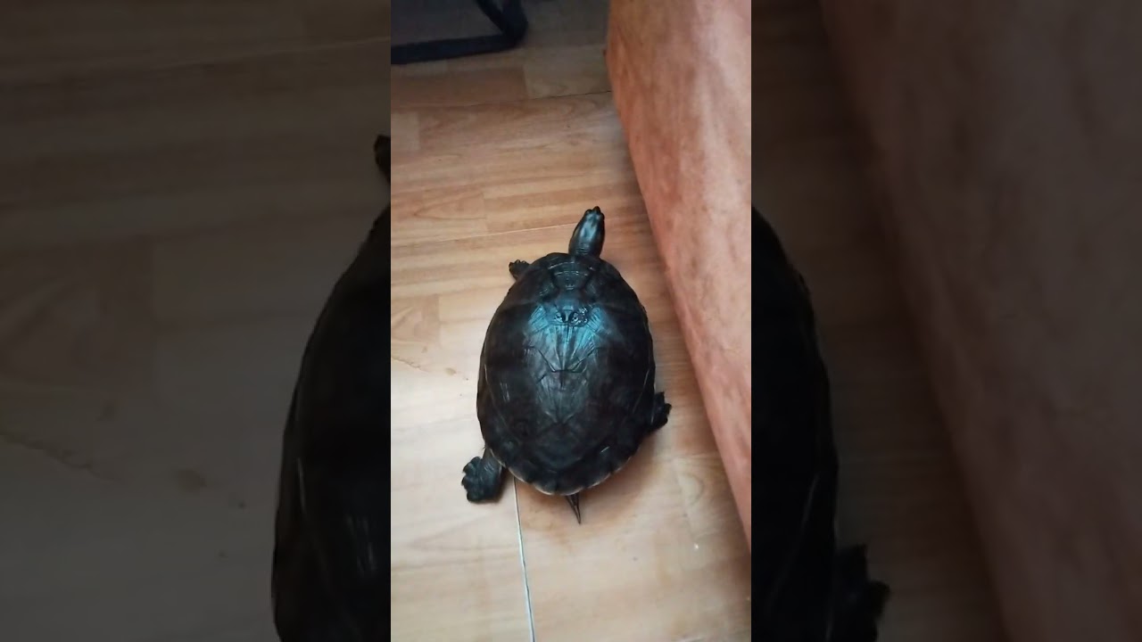 Os'Karine va a su descanso en seco 🏜️