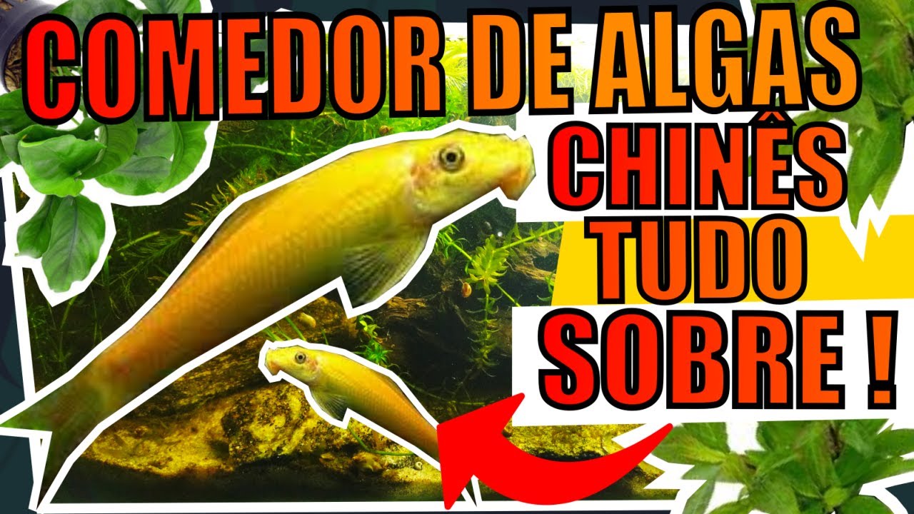 🔴COMEDOR DE ALGAS CHINÊS ( ALGA EATER ) TUDO SOBRE! |Mr. Betta|